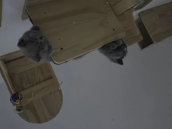 3 femmine british shorthair | Foto 2