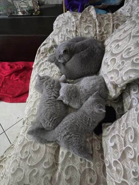 3 femmine british shorthair | Foto 1