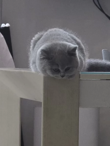 3 femmine british shorthair | Foto 0