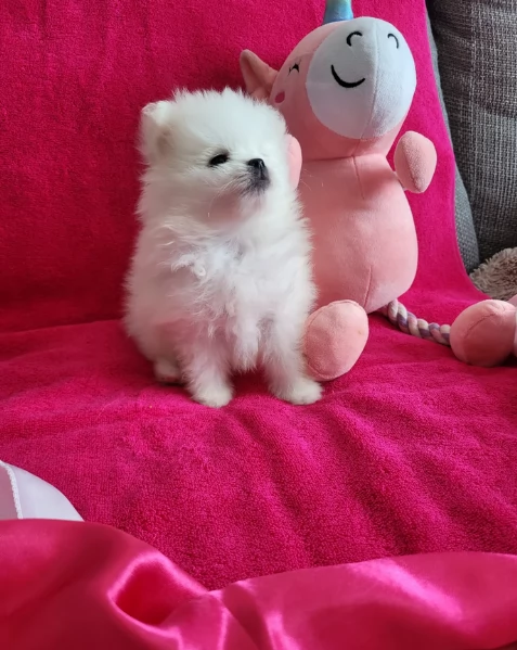  cuccioli di Pomerania toy per la dozione gratuita | Foto 2