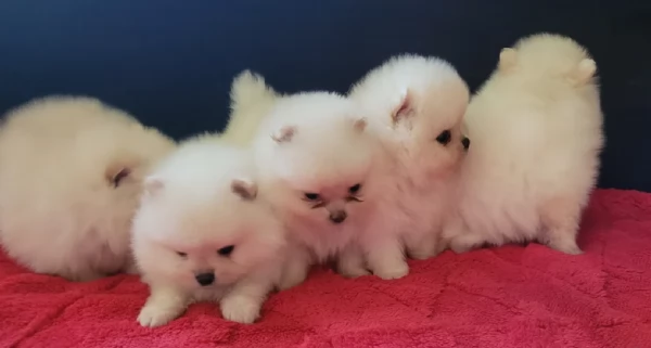  cuccioli di Pomerania toy per la dozione gratuita