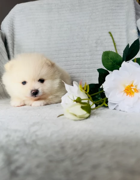  cuccioli di Pomerania toy per la dozione gratuita | Foto 3