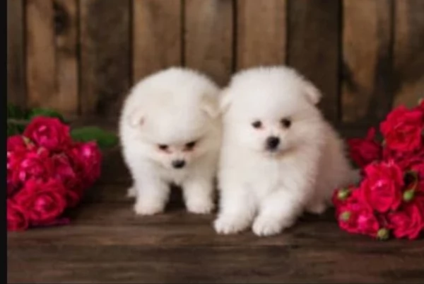  cuccioli di Pomerania toy per la dozione gratuita | Foto 1