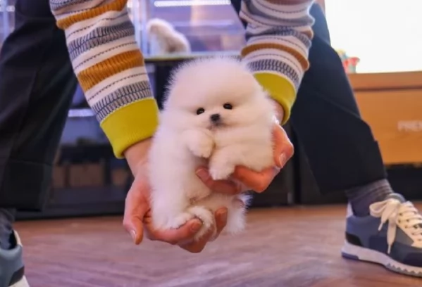  cuccioli di Pomerania toy per la dozione gratuita | Foto 3