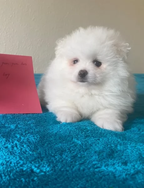  cuccioli di Pomerania toy per la dozione gratuita | Foto 0