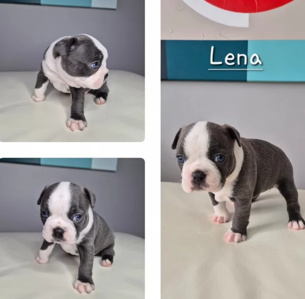 Boston Terrier ALLEVATI CON AMORE per adozione | Foto 2