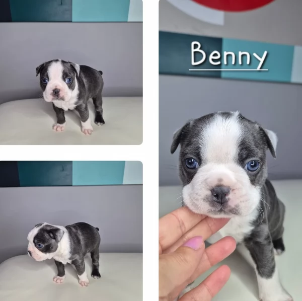 Boston Terrier ALLEVATI CON AMORE per adozione