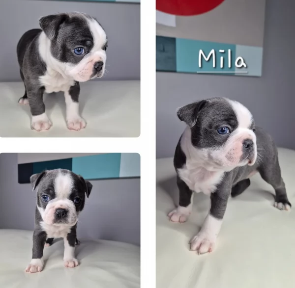 Boston Terrier ALLEVATI CON AMORE per adozione | Foto 3