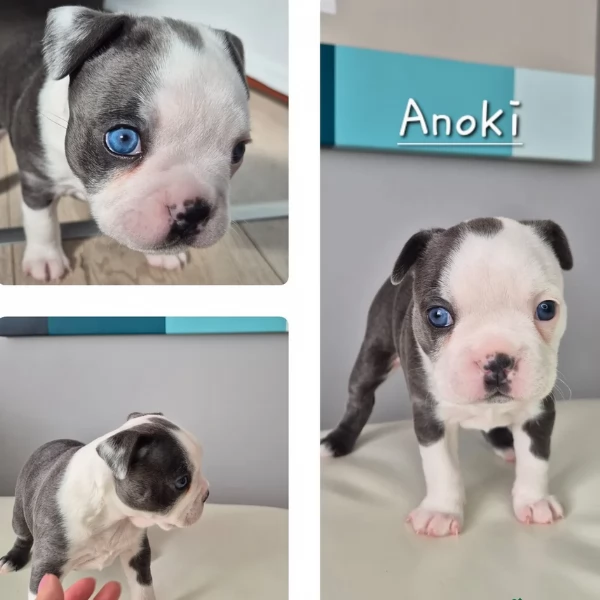 Boston Terrier ALLEVATI CON AMORE per adozione | Foto 4