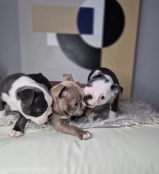 Boston Terrier ALLEVATI CON AMORE per adozione | Foto 3