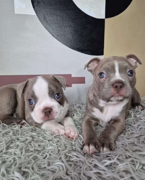 Boston Terrier ALLEVATI CON AMORE per adozione | Foto 0