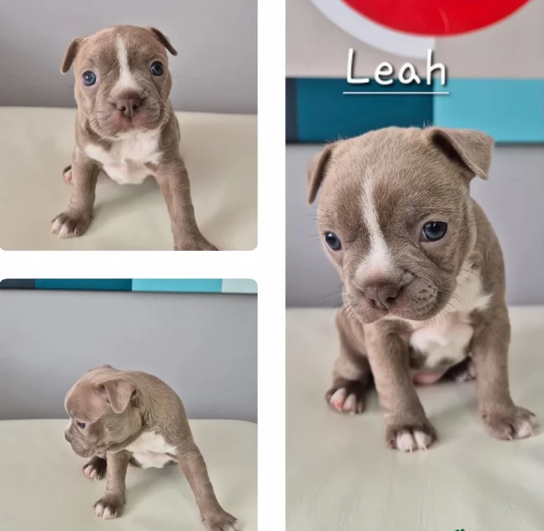 Boston Terrier ALLEVATI CON AMORE per adozione | Foto 0