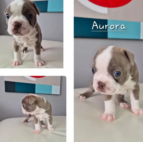 Boston Terrier ALLEVATI CON AMORE per adozione | Foto 3