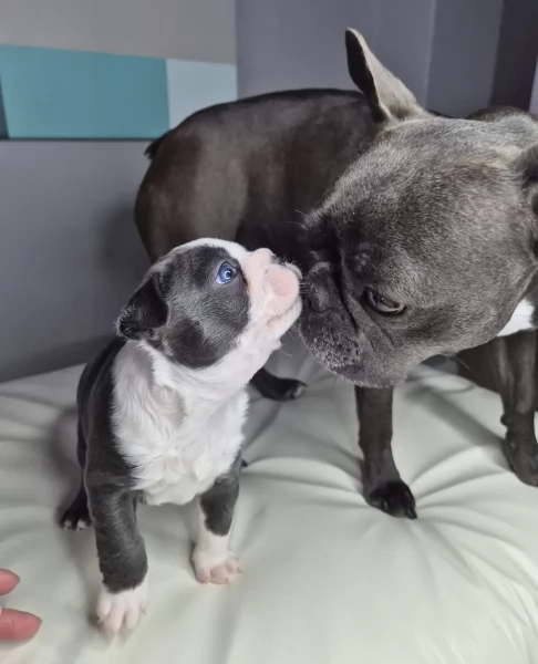 Boston Terrier ALLEVATI CON AMORE per adozione | Foto 0