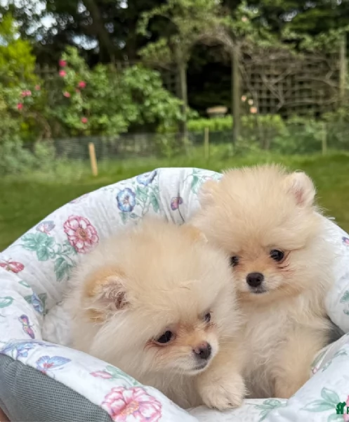 cucciolo di Pomerania toy per adozione | Foto 4