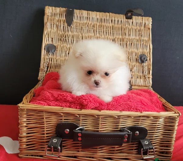cucciolo di Pomerania toy per adozione | Foto 3