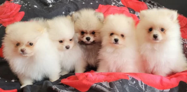 cucciolo di Pomerania toy per adozione | Foto 2
