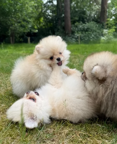 cucciolo di Pomerania toy per adozione | Foto 1