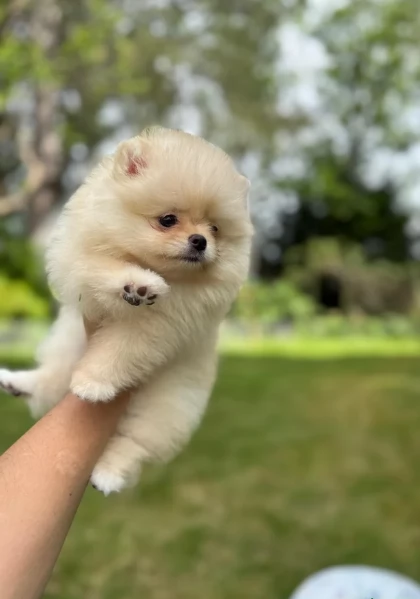 cucciolo di Pomerania toy per adozione | Foto 0