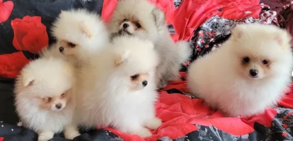 cucciolo di Pomerania toy per adozione | Foto 6