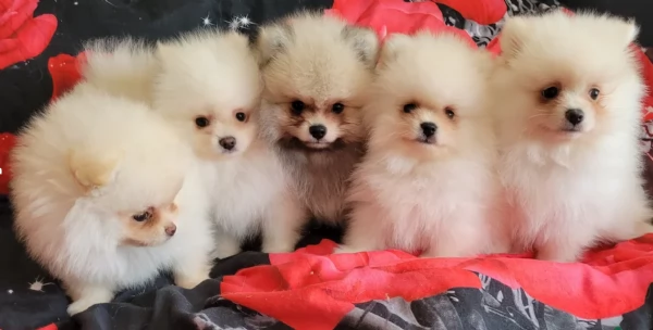 cucciolo di Pomerania toy per adozione | Foto 5