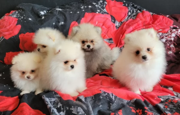cucciolo di Pomerania toy per adozione | Foto 2