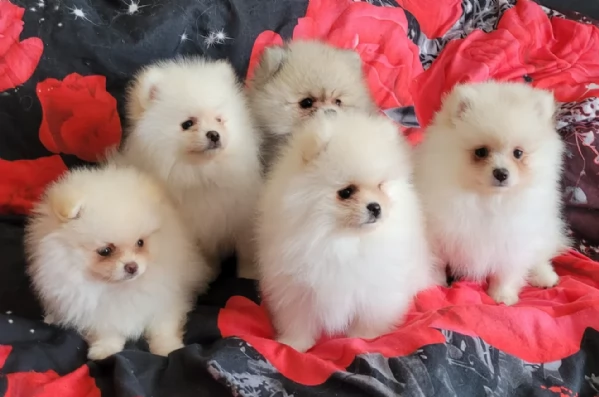 cucciolo di Pomerania toy per adozione | Foto 1