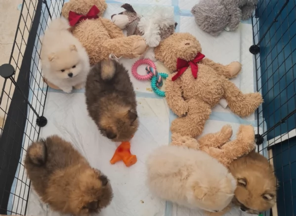 cucciolo di Pomerania toy per adozione | Foto 0
