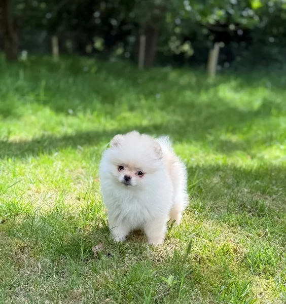 cucciolo di Pomerania toy per adozione | Foto 5