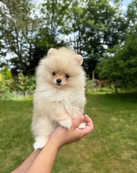 cucciolo di Pomerania toy per adozione | Foto 4