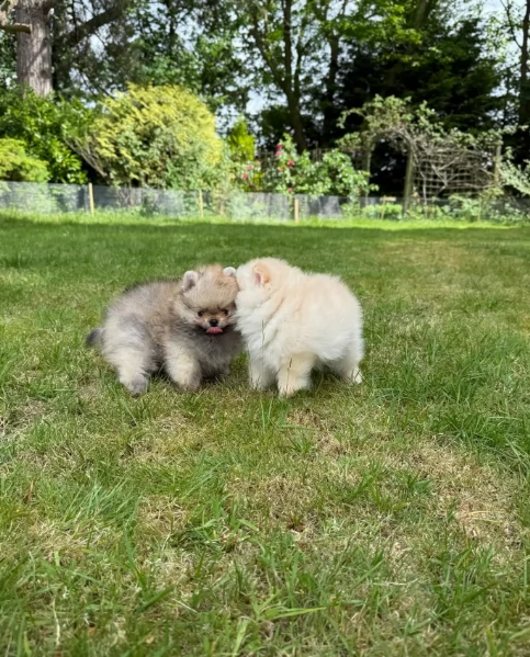 cucciolo di Pomerania toy per adozione | Foto 2