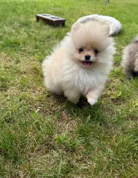 cucciolo di Pomerania toy per adozione | Foto 1