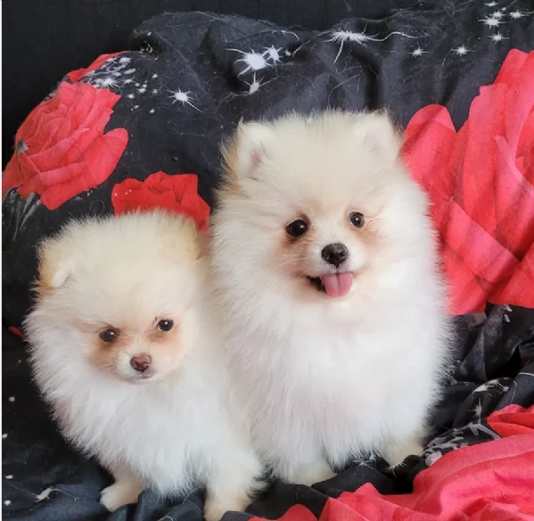 cucciolo di Pomerania toy per adozione