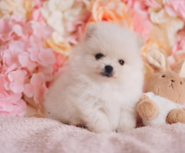 cucciolo di Pomerania toy per adozione | Foto 0