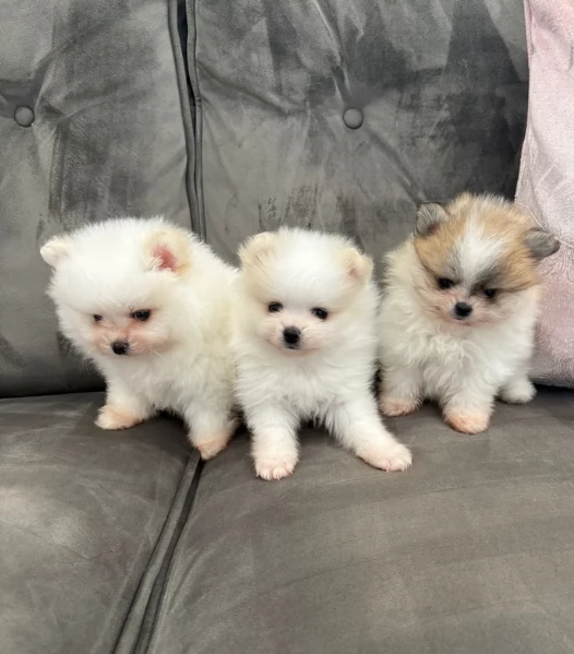 cucciolo di Pomerania toy per adozione | Foto 4
