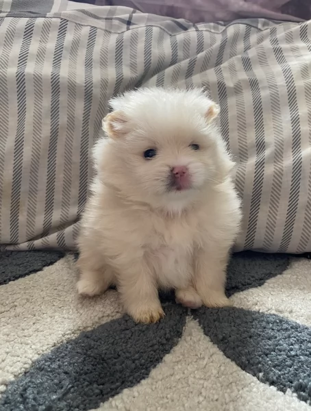 cucciolo di Pomerania toy per adozione | Foto 1