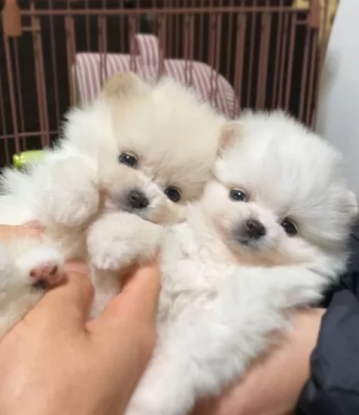 cucciolo di Pomerania toy per adozione | Foto 3