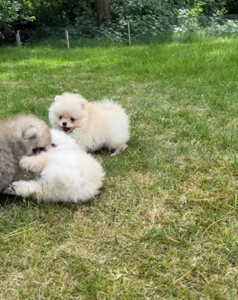 cucciolo di Pomerania toy per adozione | Foto 5