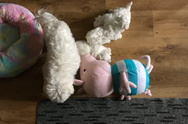 meraviglioso Maltese toy cuccioli  | Foto 0