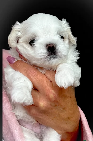 meraviglioso Maltese toy cuccioli  | Foto 1