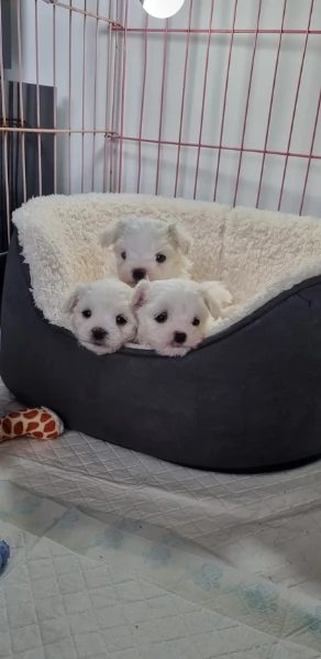 meraviglioso Maltese toy cuccioli  | Foto 0