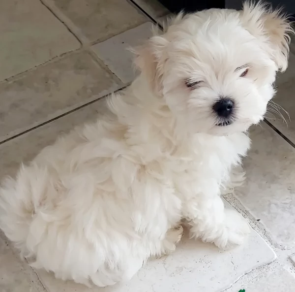 meraviglioso Maltese toy cuccioli  | Foto 1