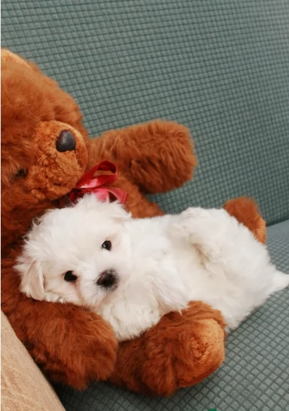 meraviglioso Maltese toy cuccioli  | Foto 0