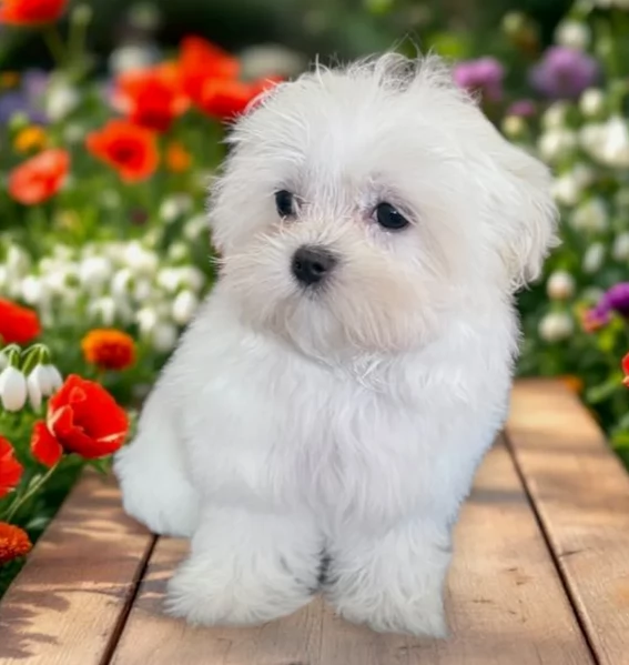 meraviglioso Maltese toy cuccioli  | Foto 3