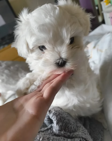 meraviglioso Maltese toy cuccioli  | Foto 0