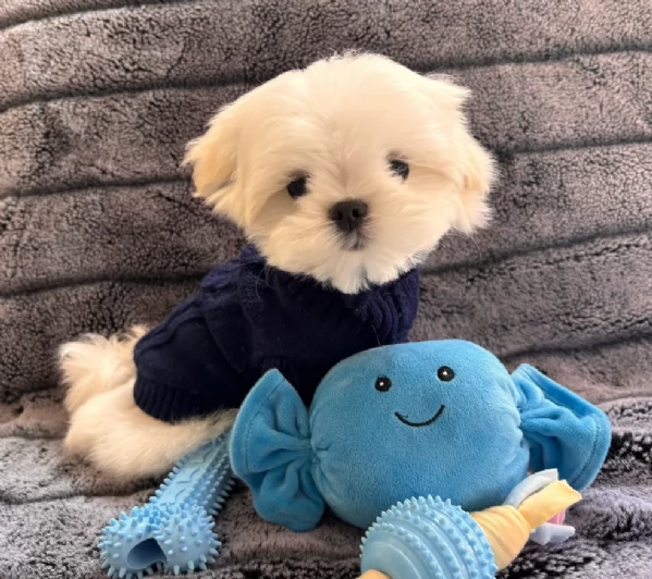 meraviglioso Maltese toy cuccioli  | Foto 4
