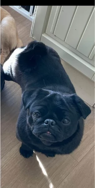 Bellissimi Cuccioli Carlino Toy Maschi e Femmine | Foto 3