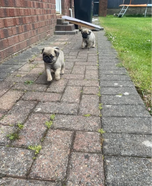 Bellissimi Cuccioli Carlino Toy Maschi e Femmine | Foto 4