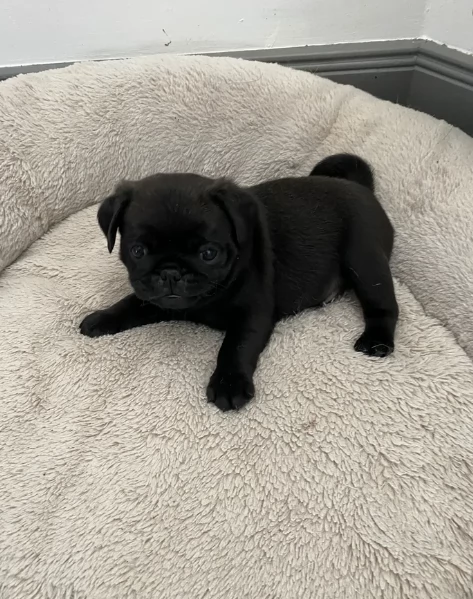 Bellissimi Cuccioli Carlino Toy Maschi e Femmine | Foto 0