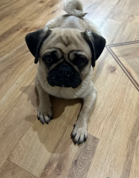 Bellissimi Cuccioli Carlino Toy Maschi e Femmine | Foto 1